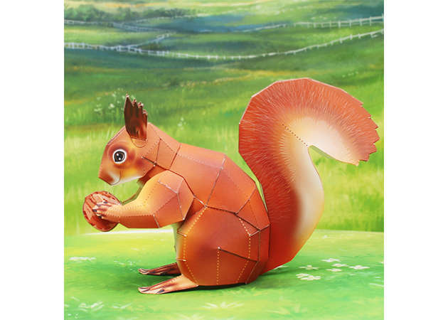 american-red-squirrel-2-kit168.com