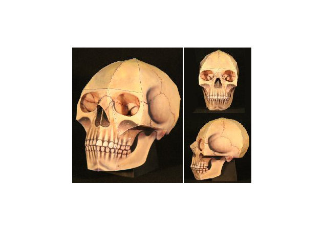 the-human-skull -kit168.com