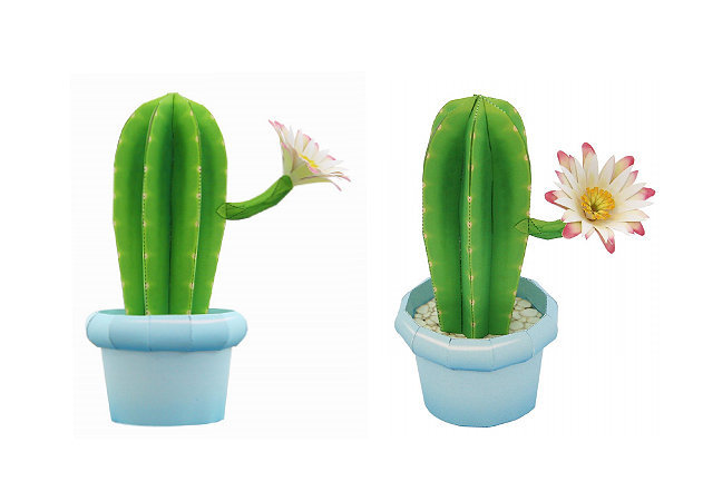 columnar-cactus-cay-xuong-rong -kit168