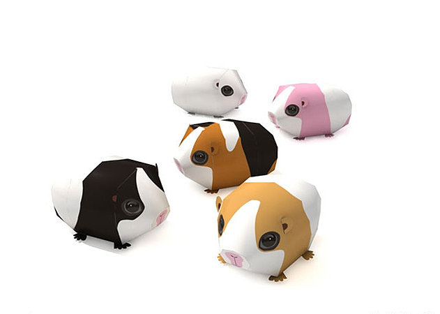 guinea-pig -kit168.com