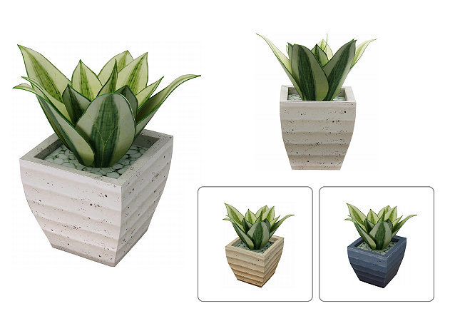 sansevieria-golden-hahnii-cay-canh -kit168.com