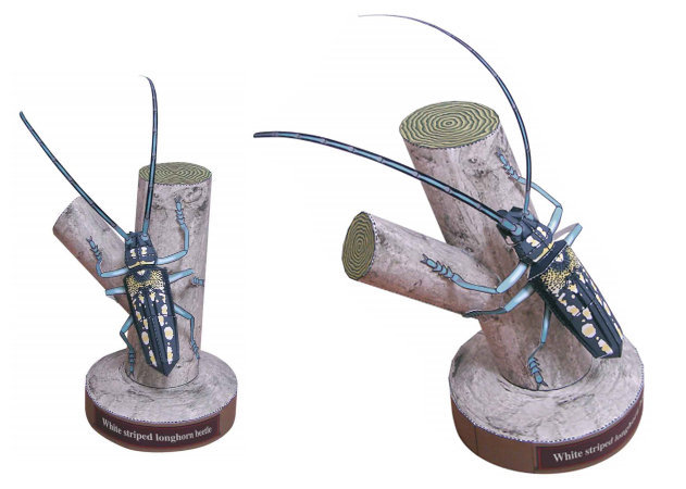 white-striped-longhorn-beetle -kit168.com