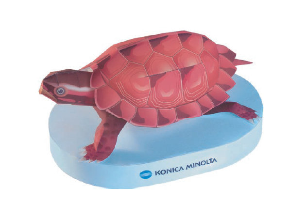 ryukyu-leaf-turtle -kit168.com