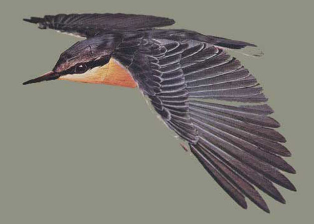 chim-nuthatch-kit168-com