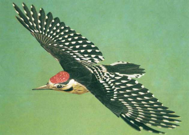 chim-lesser-spotted-woodpecker-kit168-com