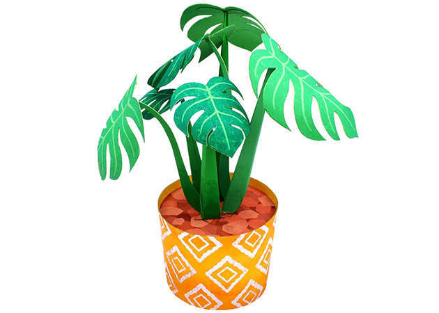 cay-monstera-kit168.com