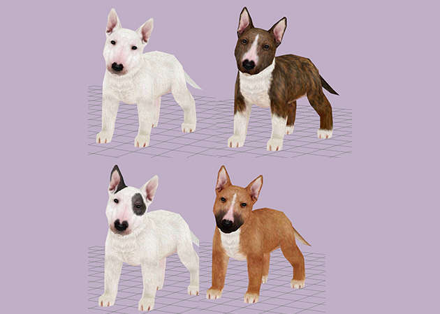 cho-bull-terrier-4-mau-kit168.com