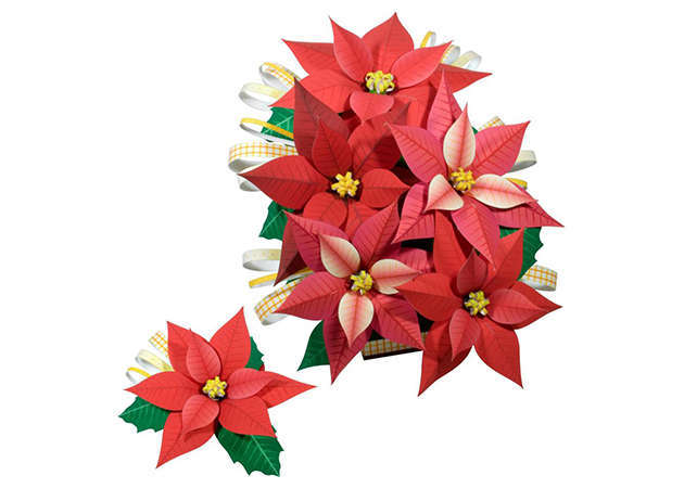 hoa-trang-nguyen-poinsettia-kit168.com