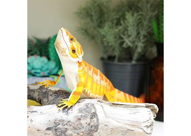 central-bearded-dragon-kit168.com