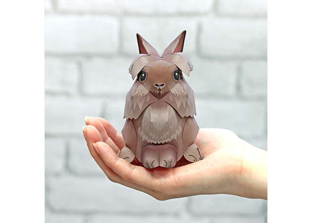 lionhead-rabbit-2-kit168.com