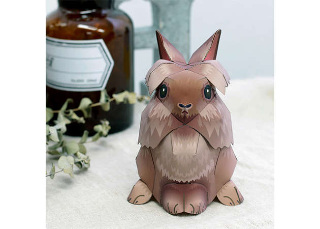lionhead-rabbit-kit168.com