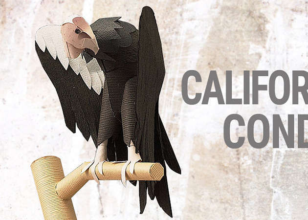 california-condor-kit168.com