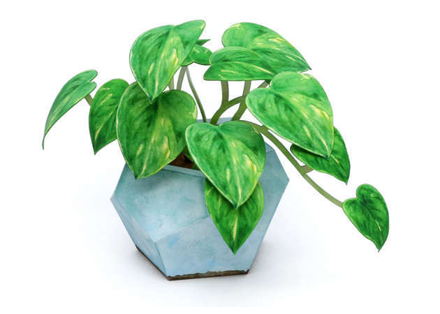 devils-ivy-kit168.com